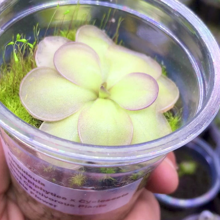 Video of Pinguicula hemiepiphytica × cyclosecta BCP clone, mature Mexican butterwort with purple edges in summer growth, buy rare carnivorous plant South Africa