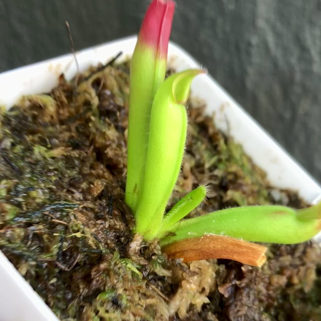 RARE carnivorous plants for sale: Heliamphora Ciliata (Lowland) ex Wistuba * Clone D