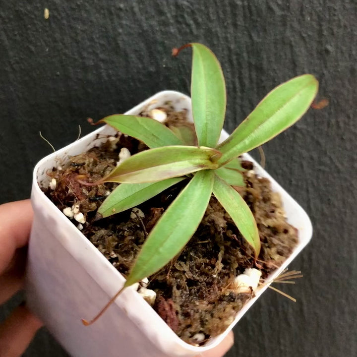 Nepenthes Gymnamphora ~ seed grown * Pure species - Rare tropical pitchers & other carnivorous plants for sale South Africa