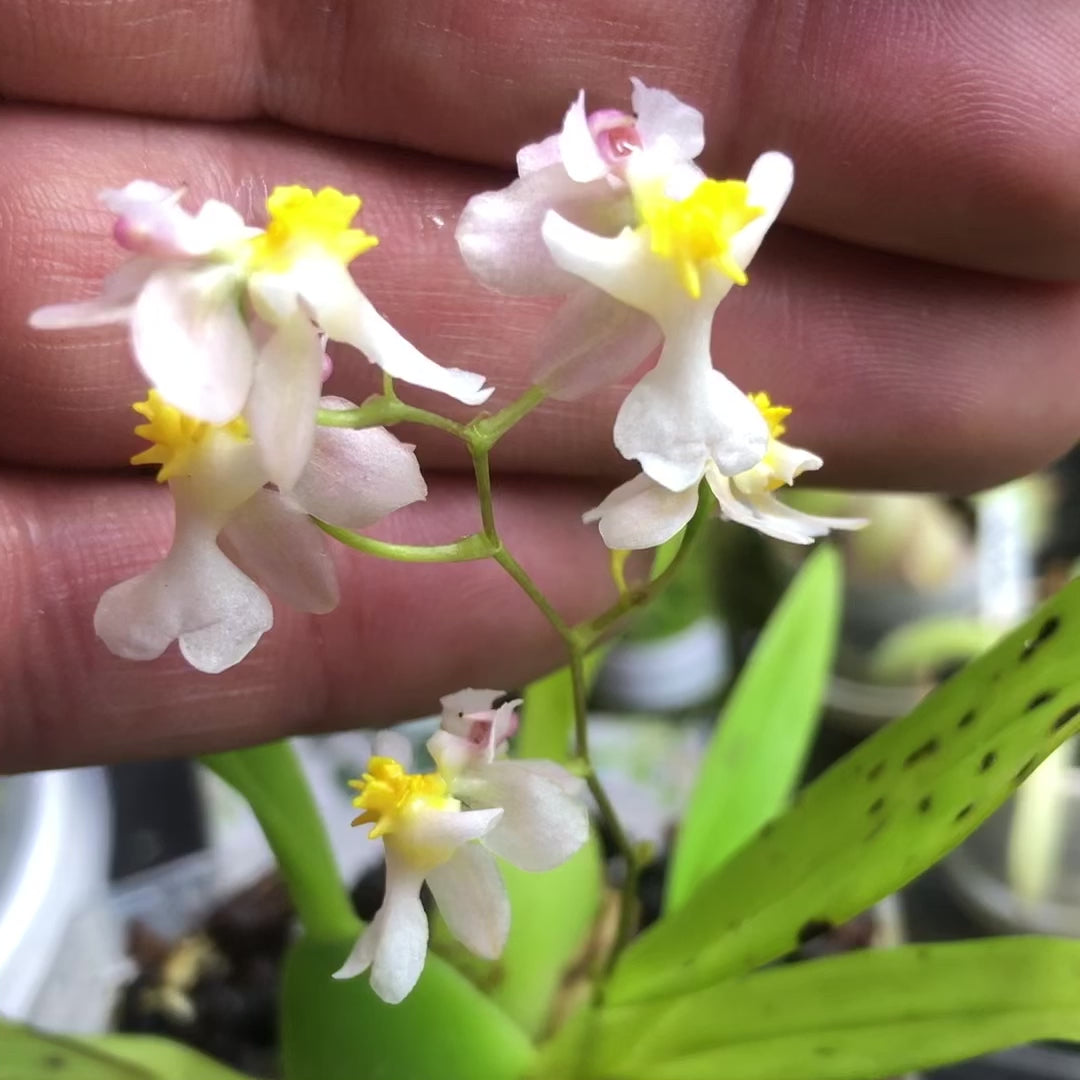 Oncidium Twinkle Fragrant white and yellow flowers. Miniature orchid for terrariums and paludarium for sale in South Africa