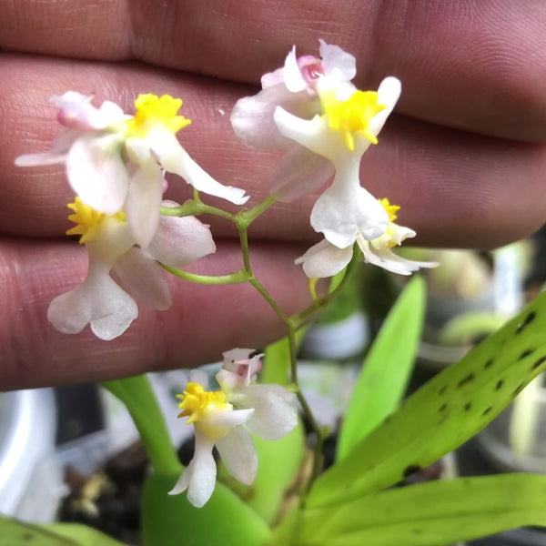 Oncidium Twinkle Fragrant white and yellow flowers. Miniature orchid for terrariums and paludarium for sale in South Africa