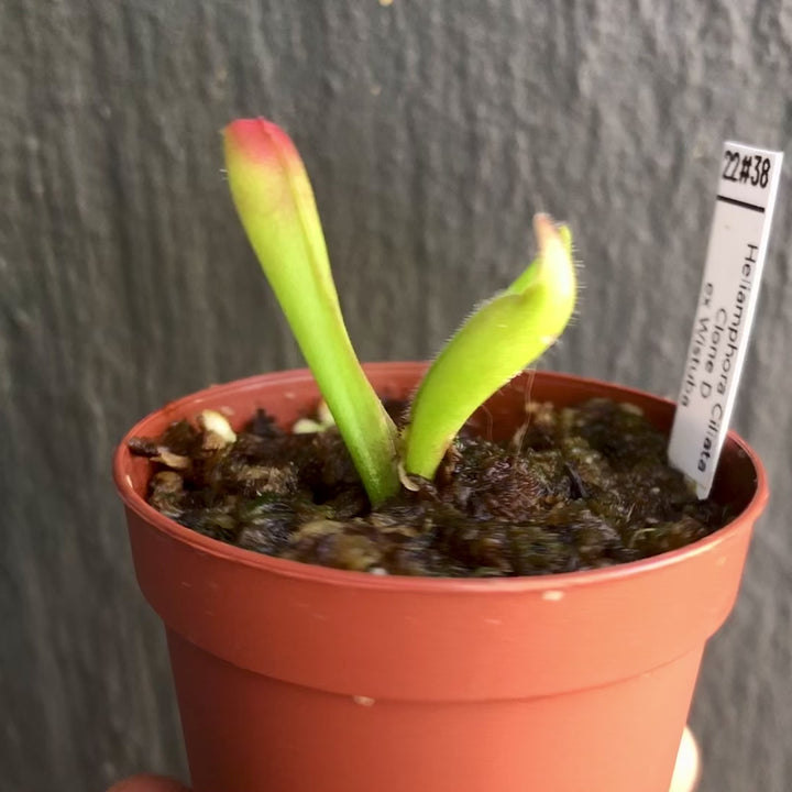 RARE carnivorous plants for sale: Heliamphora Ciliata (Lowland) ex Wistuba * Clone D
