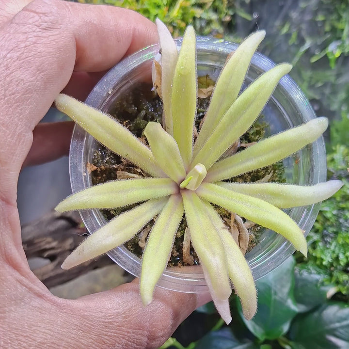 Pinguicula gypsicola × moctezumae for sale | Cultivo Carnivores, South Africa