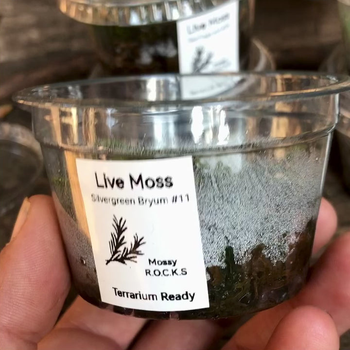 Turning view of Silvergreen Bryum #11 moss in clear container showing label and moss quality – live terrarium moss portion, terrarium ready