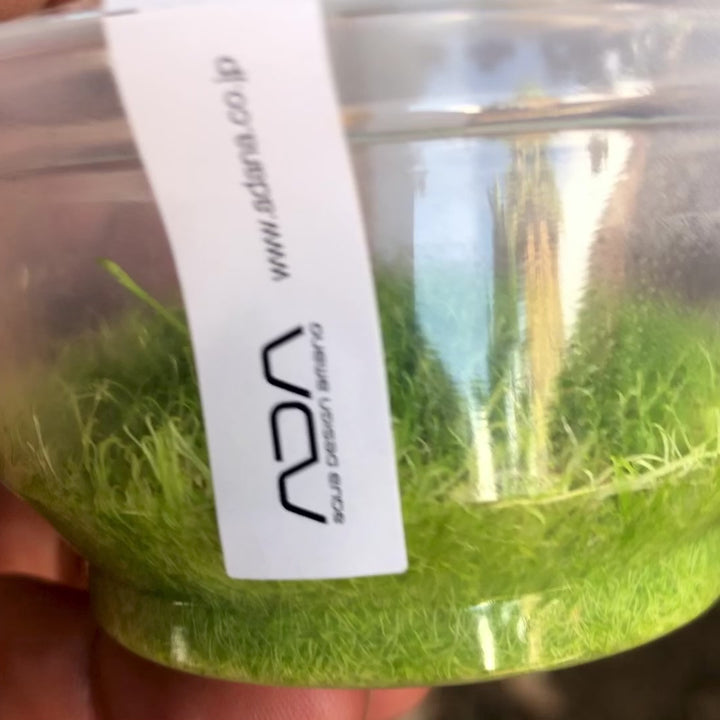 ADA Tissue Culture Utricularia Graminifolia For sale