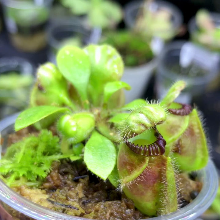 Video of exact Cephalotus Follicularis 'Wilhelma Clone' for sale – buy this once-off collector specimen plant with mature pitchers