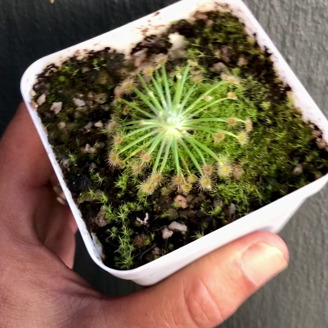 Drosera Broomensis (Kimberley, Australia) - Wooly Sundew | Cultivo SA ...