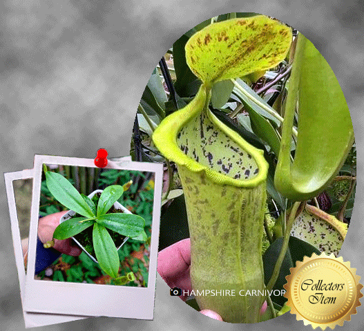 Nepenthes spathulata × campanulata for sale | Cultivo Carnivores, South Africa