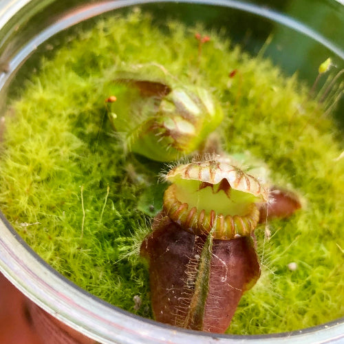 Close-up of rare Cephalotus follicularis 'Holland Clone' showing mature pitchers with striped peristome, grown in Rootball Plug™ for South African collectors