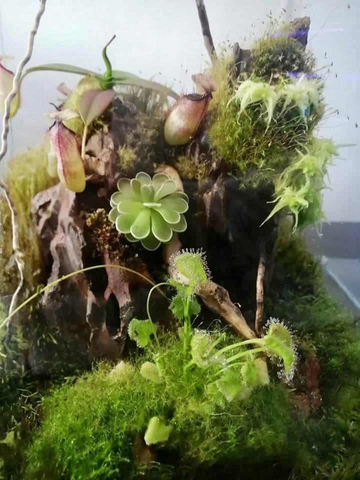 making a carnivorous plant terrarium Carnivorous Plant Terrarium Kit · Build Your Own Workshop South Africa – Cultivo Carnivores
