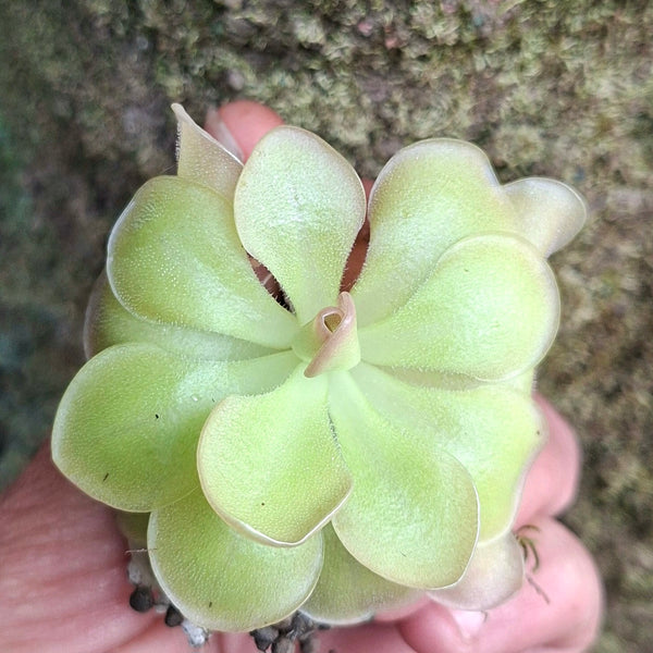 Pinguicula ‘Pirouette’ • Mature, Flowering Size • Collector grade mexican butterwort