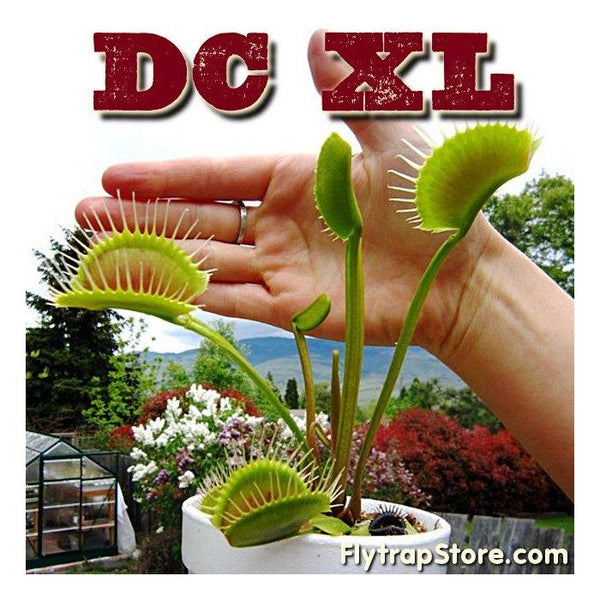 Venus Flytrap DC XL • Rooted Division (Starter, 3yr) • Flytrapstore, USA