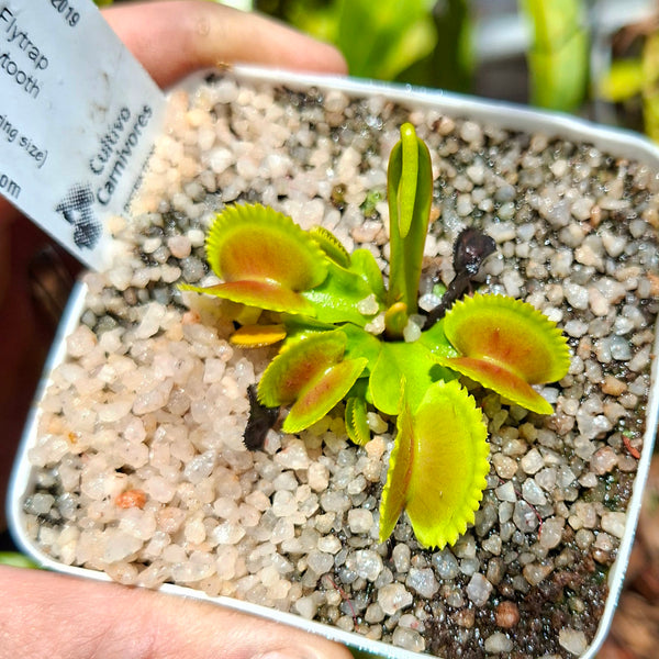 Venus Flytrap Giant Sawtooth • Near-flowering Size • Flytrapstore, USA