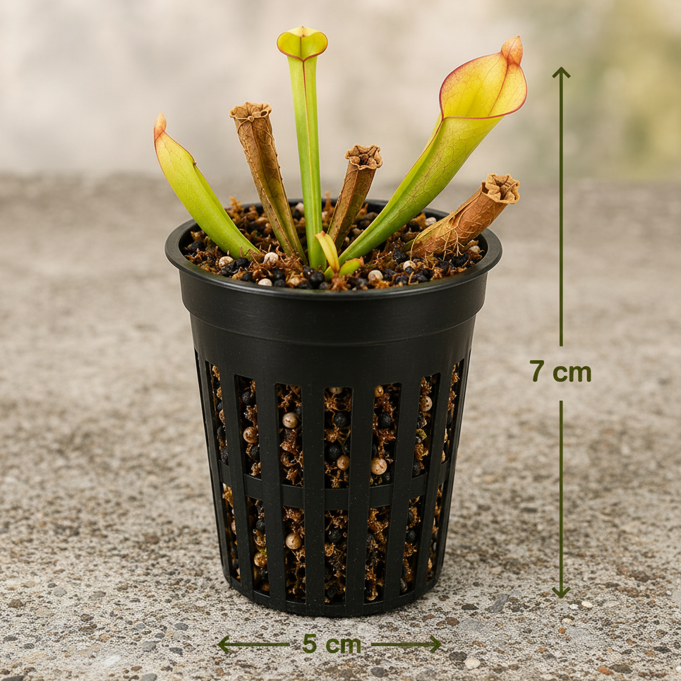 Extra Deep Net Pots for Carnivorous Plants (12-Pack) | South Africa ...