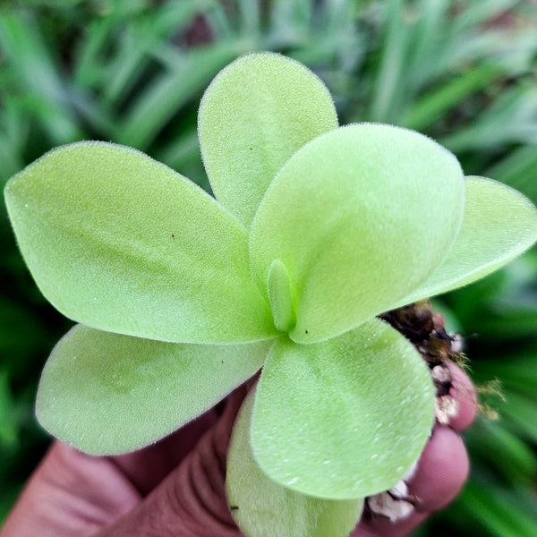 Pinguicula Gigantea • Giant Mexican Butterwort • BCP clone