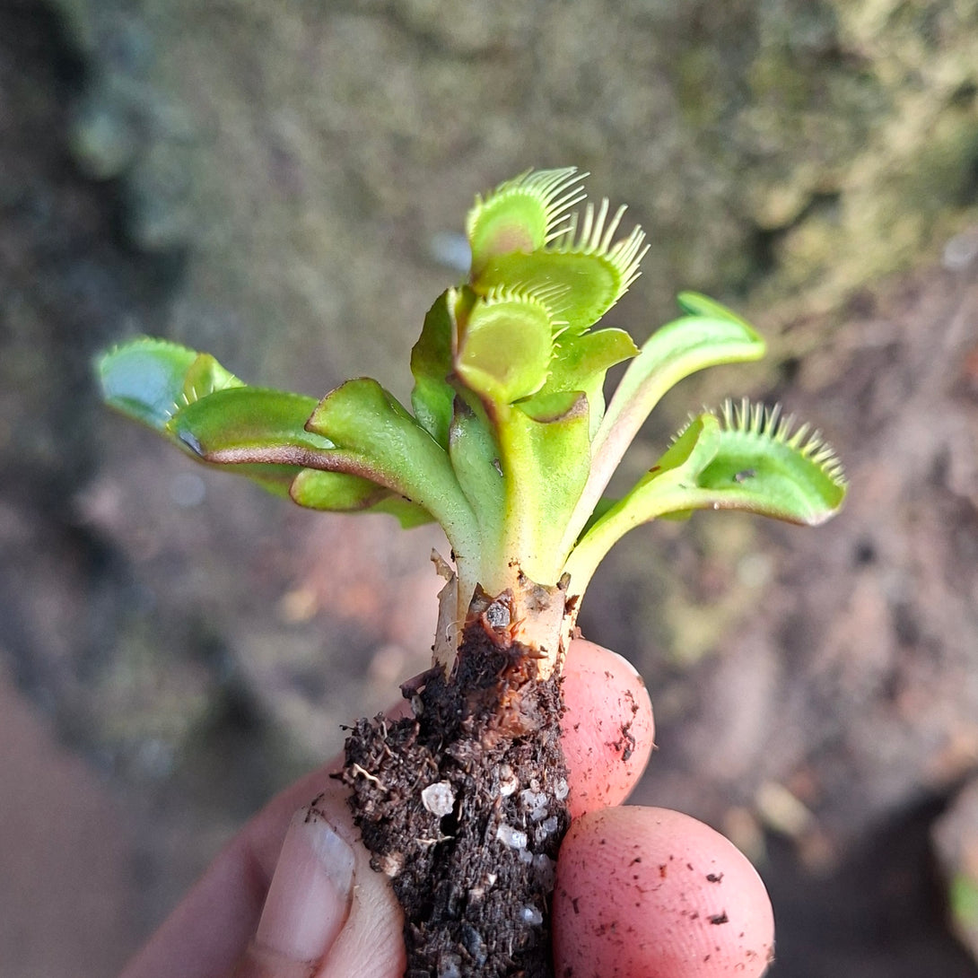 Venus Flytrap Maroon Monster • Near Flowering Collectors Import • FlytrapStore, USA for sale | Buy carnivorous plants and seeds online @ South Africa's leading online plant nursery, Cultivo Carnivores