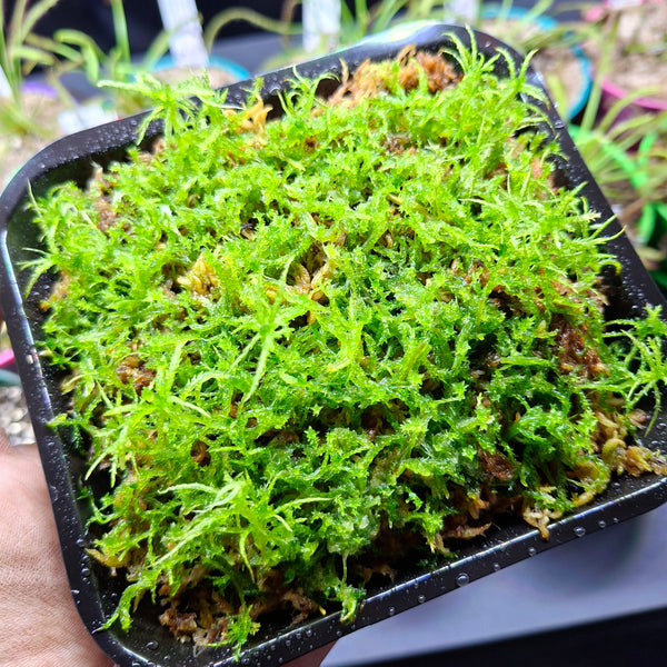 Ultra Rare Live Sphagnum Moss • Culture Tray (Limited Release)