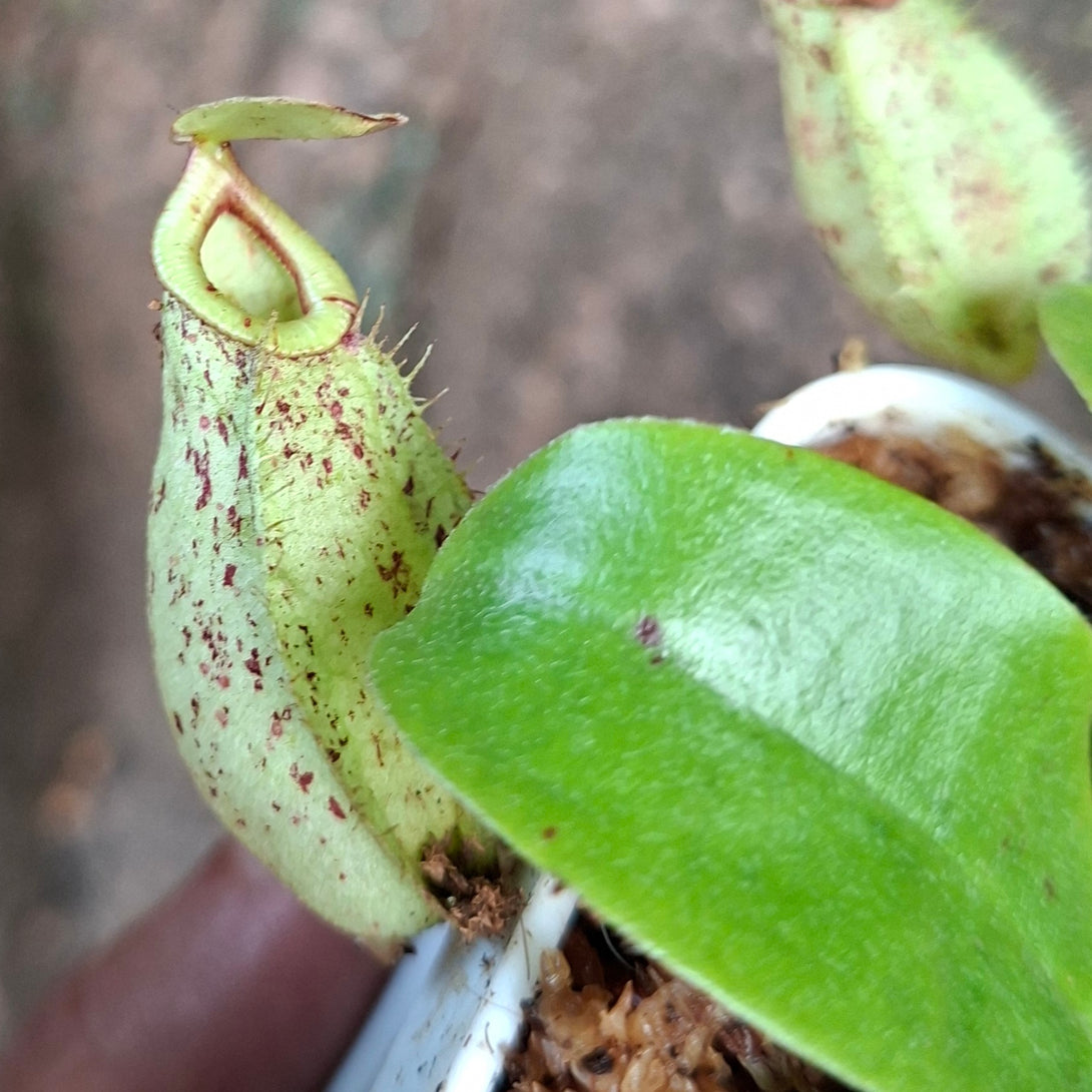 Nepenthes Hookerenia • Compact hybrid • Lowland tropical pitcher plant for sale | Buy carnivorous plants and seeds online @ South Africa's leading online plant nursery, Cultivo Carnivores