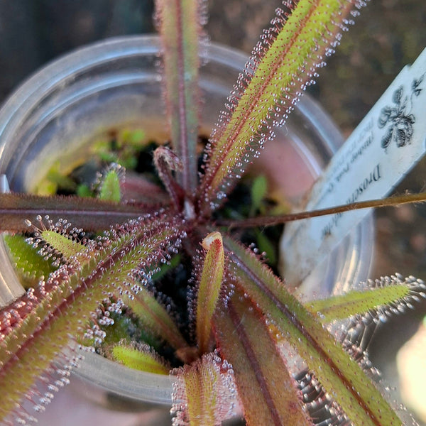 Drosera adelae (Bishop peak, QLD Aus) • Mature, flowering size • BCP clone