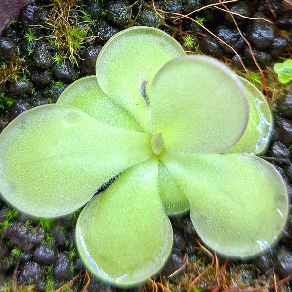 Pinguicula hemiepiphytica × cyclosecta • Best Carnivorous plants, CZ • Collectors Import