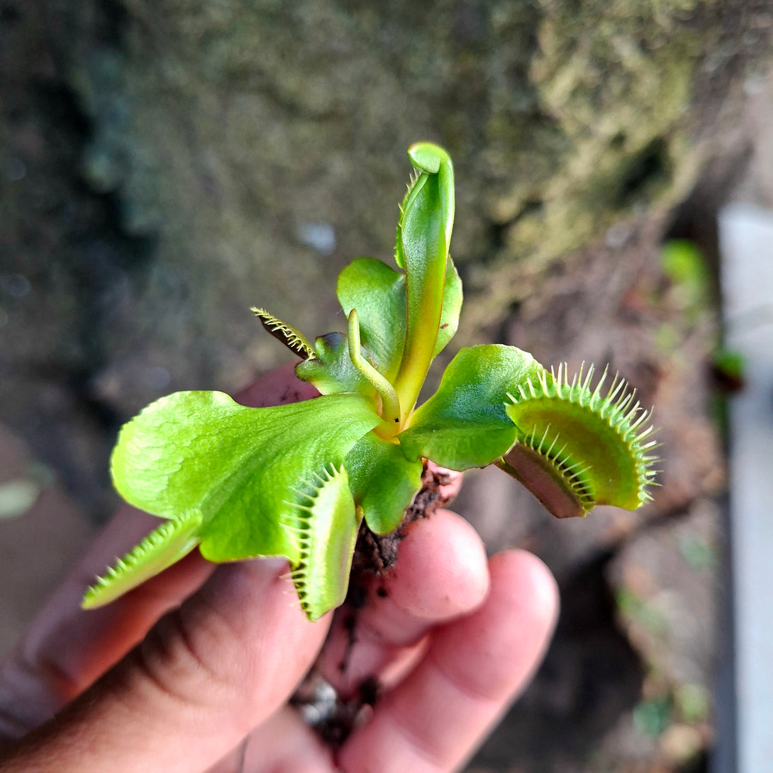 Venus Flytrap Maroon Monster • Near Flowering Collectors Import • FlytrapStore, USA for sale | Buy carnivorous plants and seeds online @ South Africa's leading online plant nursery, Cultivo Carnivores