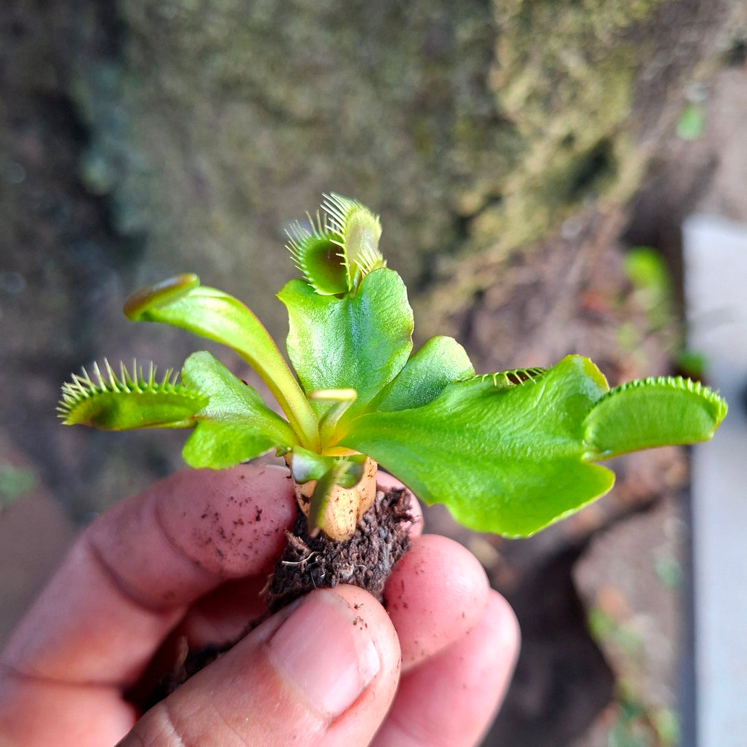 Venus Flytrap Maroon Monster • Near Flowering Collectors Import • FlytrapStore, USA for sale | Buy carnivorous plants and seeds online @ South Africa's leading online plant nursery, Cultivo Carnivores