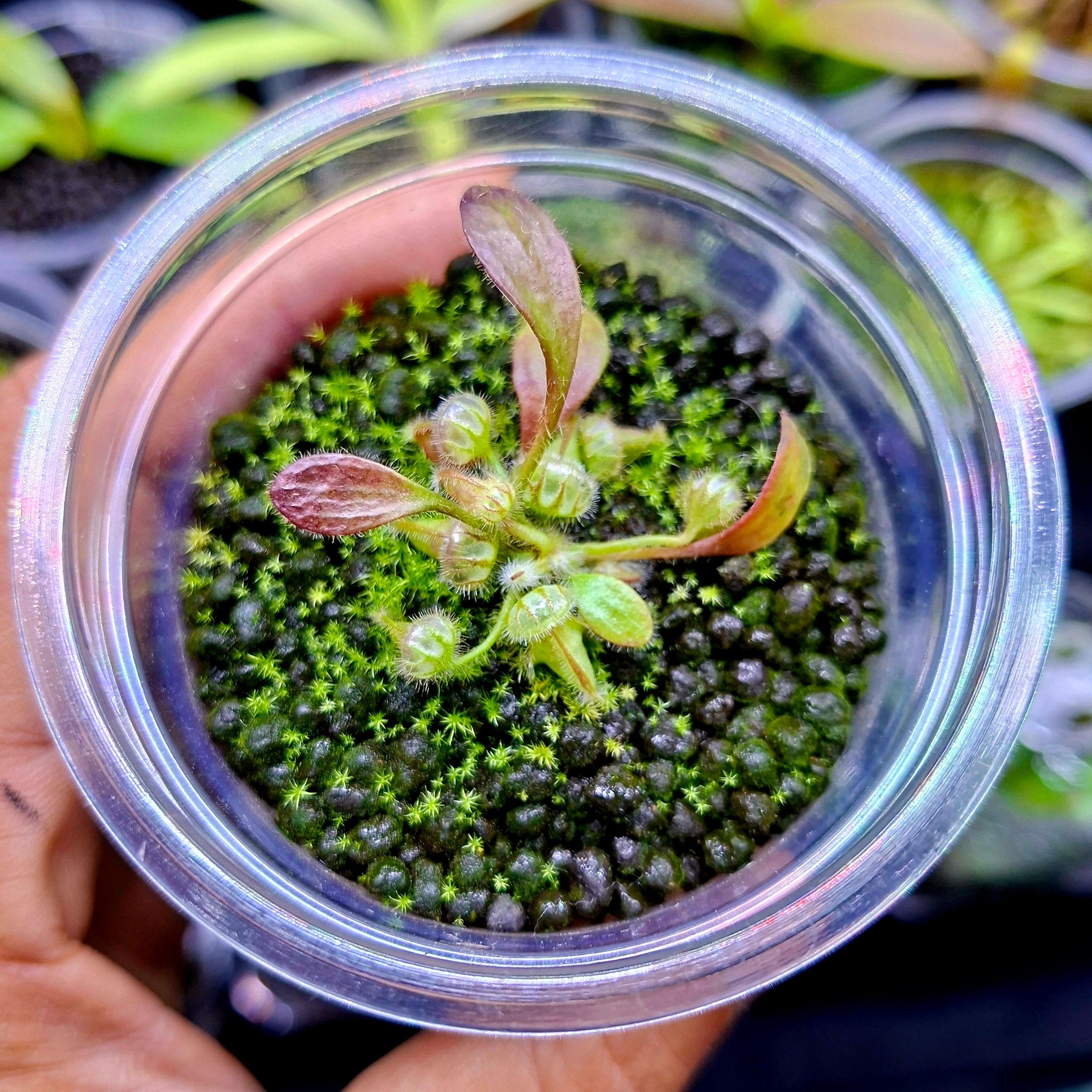 Cephalotus Follicularis Holland Clone Cultivo Carnivores South Africa