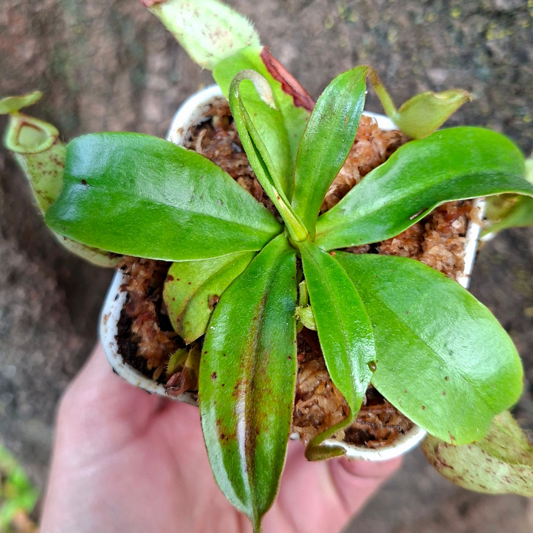 Nepenthes Hookerenia • Compact hybrid • Lowland tropical pitcher plant for sale | Buy carnivorous plants and seeds online @ South Africa's leading online plant nursery, Cultivo Carnivores