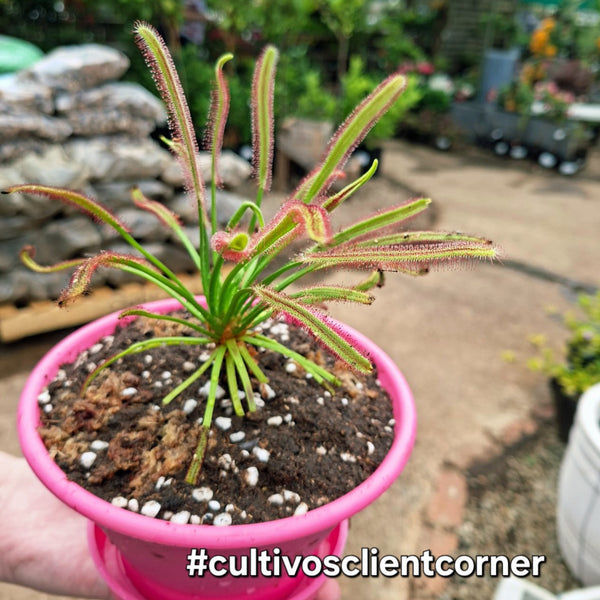 Professional Repotting, Up-sizing & Soil Changes (🛠️ Done For You Services)