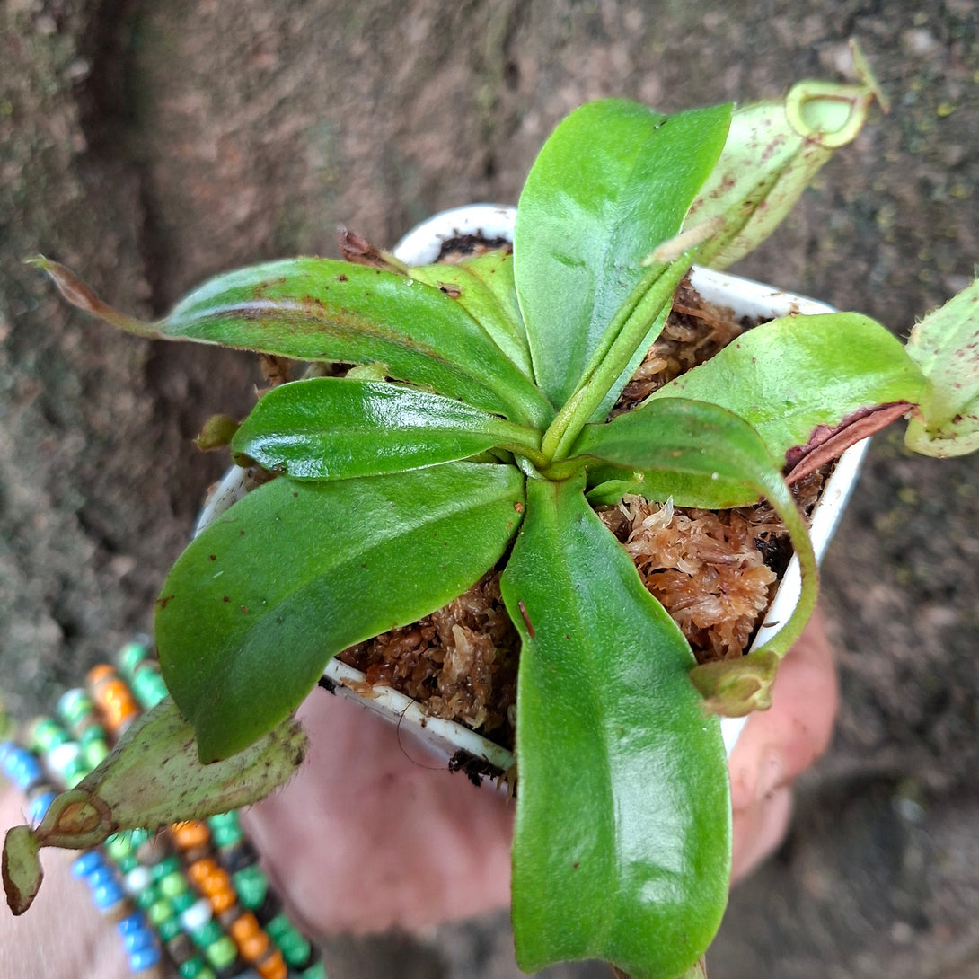Nepenthes Hookerenia • Compact hybrid • Lowland tropical pitcher plant for sale | Buy carnivorous plants and seeds online @ South Africa's leading online plant nursery, Cultivo Carnivores