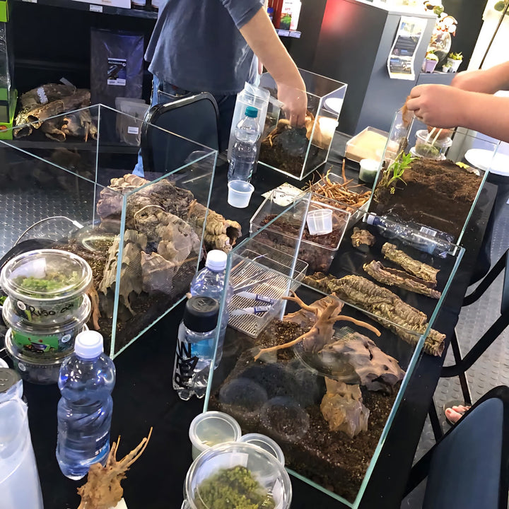 carnivorous plant terrarium kit Carnivorous Plant Terrarium Kit · Build Your Own Workshop South Africa – Cultivo Carnivores