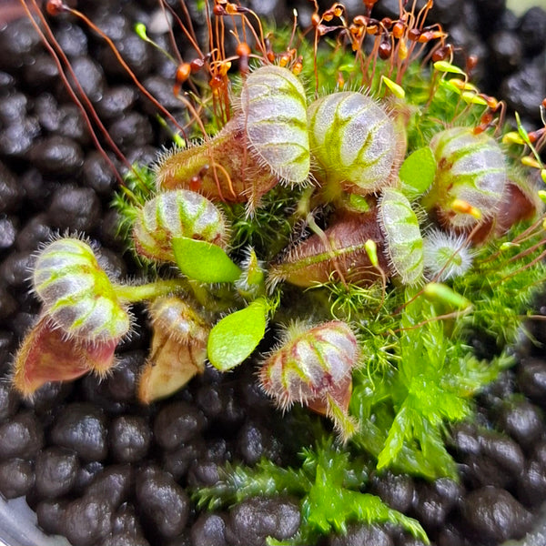Cephalotus Follicularis "Thomas Carow" • Seed-grown original • Giant Albany Pitcher Plant