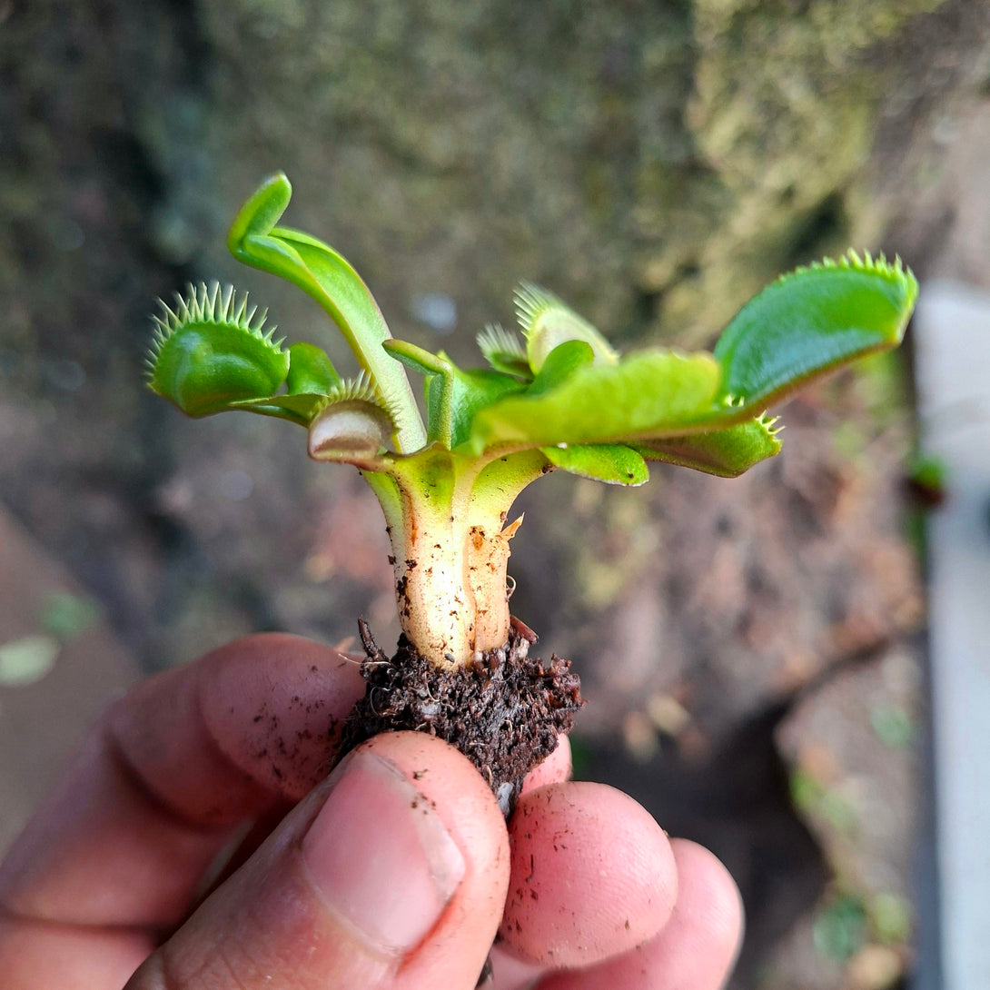Venus Flytrap Maroon Monster • Near Flowering Collectors Import • FlytrapStore, USA for sale | Buy carnivorous plants and seeds online @ South Africa's leading online plant nursery, Cultivo Carnivores