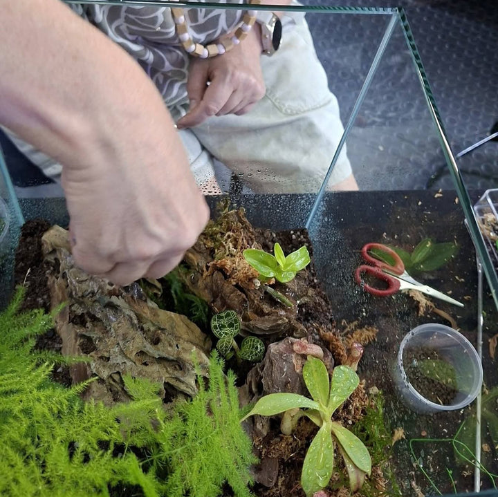 carnivorous plant terrarium setup Carnivorous Plant Terrarium Kit · Build Your Own Workshop South Africa – Cultivo Carnivores