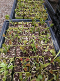 100-Plant VALUE PACK ☀️ 5+yr old Venus Flytrap G·U·T Mix ~ Mature 🌱 Bareroot 🎅🎄Christmas orders close 10 Dec
