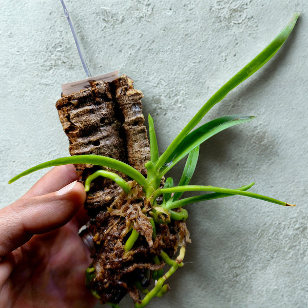 Sarcocililus Newbold Thredbo • Mini Orchid for Terrariums • Cork Bark Mount