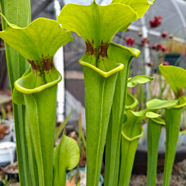 Sarracenia flava var. rugelii (Apalachicola, FL) • Rare Alan Hindle Clone • Rooted Division