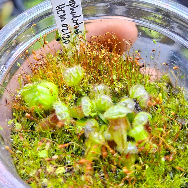 Cephalotus Follicularis "Thomas Carow" • Seed-grown clump • Giant variety Albany Pitcher