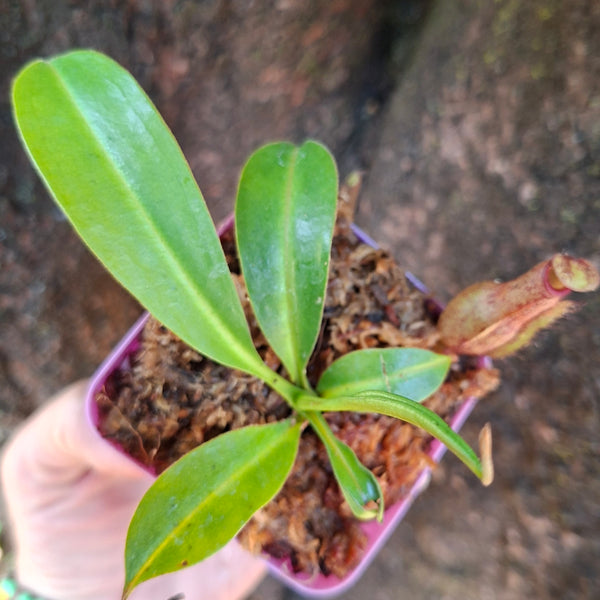 Nepenthes rokko (kuzakabe) × alata (luzon) • Collectors Tropical Pitcher • Malesiana Tropicals