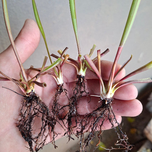 Bareroot Sarracenia flava rugelii × ornata MK F46 hybrid carnivorous plant from Cultivo Carnivores, stocky Apalachicola forest form, ready to pot up