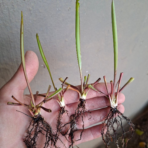 Cultivo Carnivores exclusive Sarracenia flava rugelii × ornata MK F46 hybrid listing, rare trumpet pitcher carnivorous plant for sale in South Africa