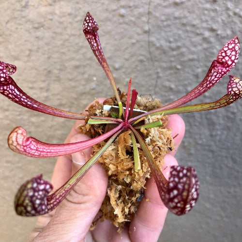 Exact Sarracenia Scarlet Belle plant, 13–16cm summer pitchers, bare root, buy online South Africa