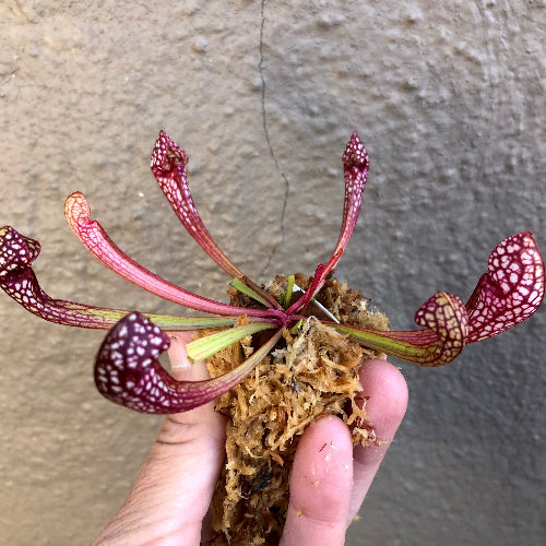 Sarracenia Scarlet Belle parrot pitcher hybrid with 13–16cm summer pitchers, bare root, for sale South Africa