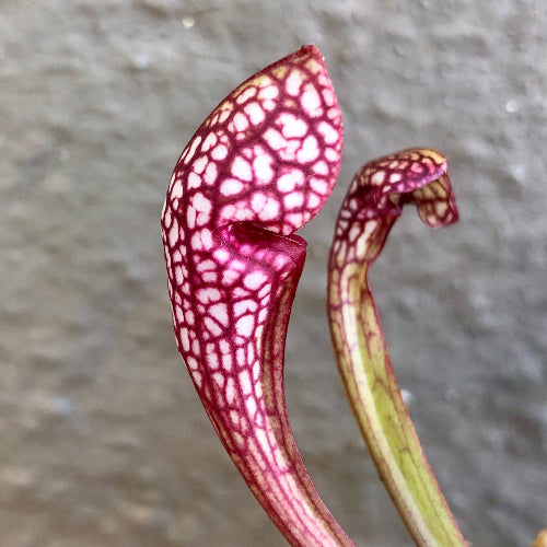 Medium Sarracenia Scarlet Belle carnivorous trumpet pitcher plant with 13–16cm pitchers, bare root, carnivorous plant for sale in South Africa


