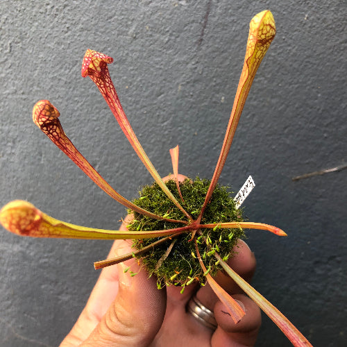 Exact Sarracenia Scarlet Belle parrot pitcher hybrid plant, 8–12cm summer pitchers in plug, buy carnivorous plant South Africa
