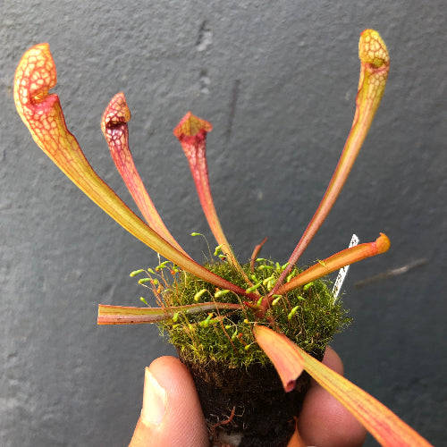Compact Sarracenia Scarlet Belle carnivorous trumpet pitcher plant, 8–12cm summer pitchers, plug grown, South Africa