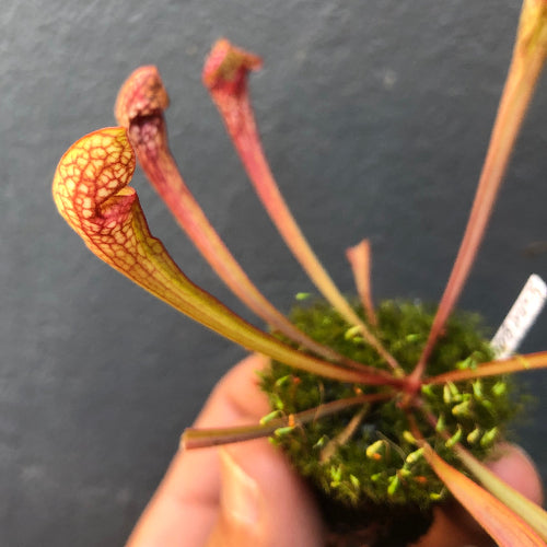Sarracenia Scarlet Belle carnivorous parrot pitcher hybrid, 8–12cm summer pitchers in plug, for sale South Africa