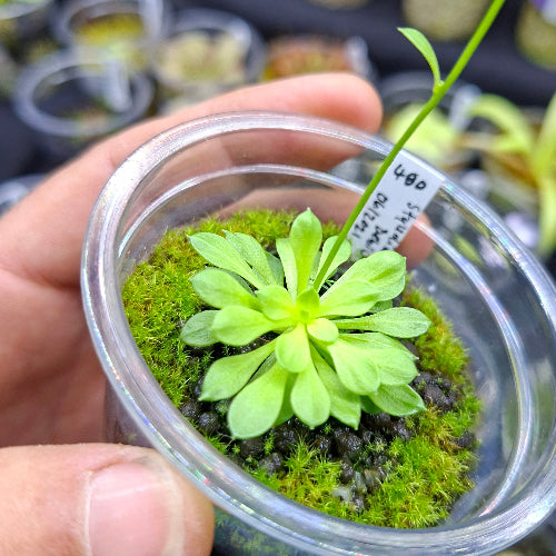 Stylidium debile trigger plant in Rootball Plug™, flowering size, grown and acclimatised in South Africa