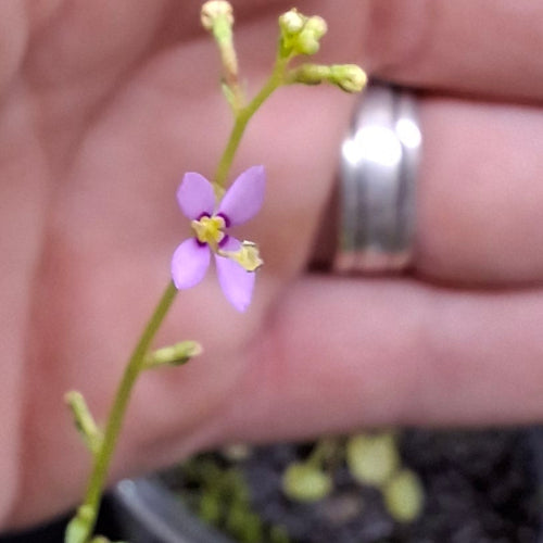 Close-up of Stylidium debile trigger plant pink flower, rare companion plant grown in South Africa