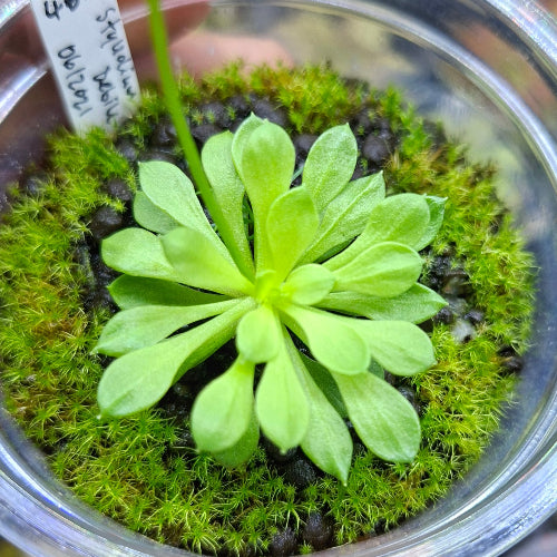 Top view of Stylidium debile trigger plant rosette, lush green and fully acclimatised in South Africa